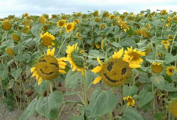 Polje suncokreta