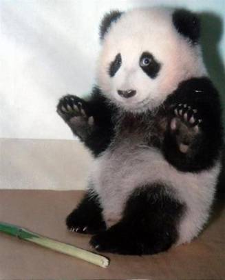 Panda: Nemo' mene!