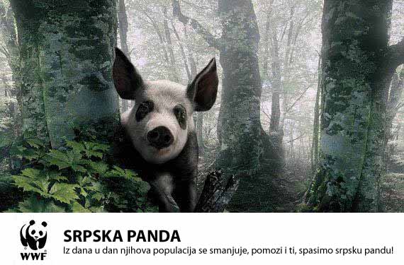 Srpska panda