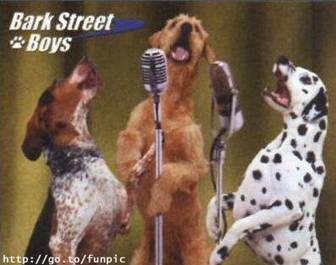 Bark street boys