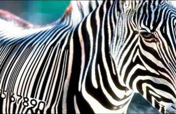 Bar code zebra