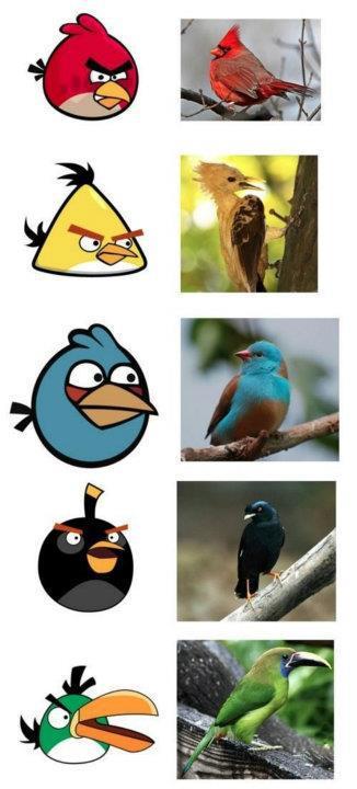 Real angry birds