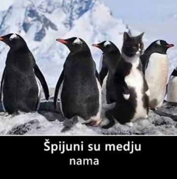 pijun meu pingvinima