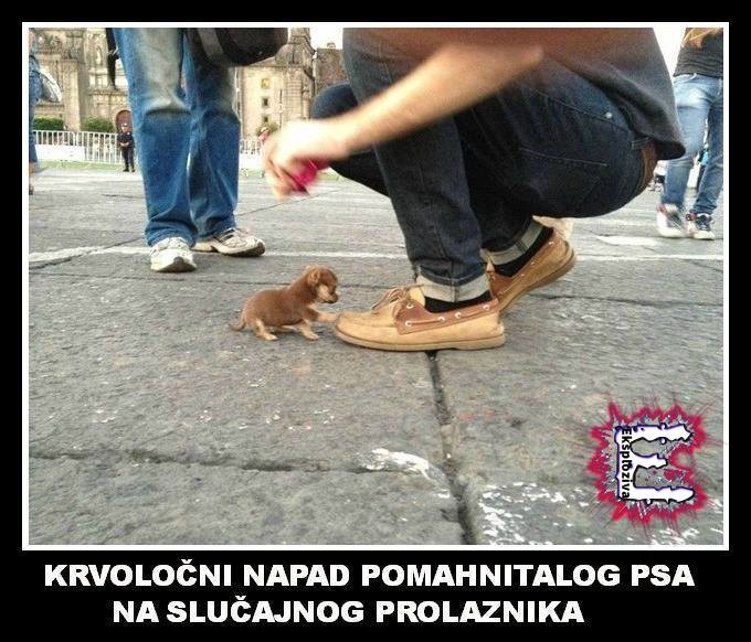 Medijski naslovi