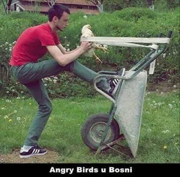 Angry birds