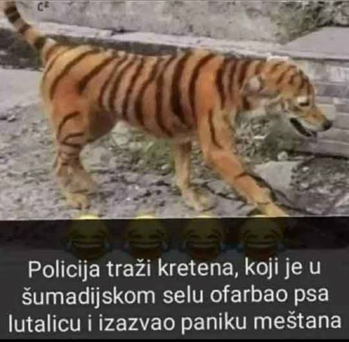 Pas tigar