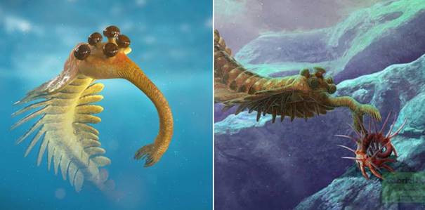Opabinia regalis
