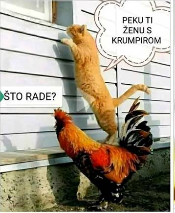 Maca i petao