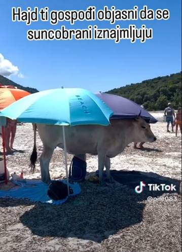 Krava suncobran