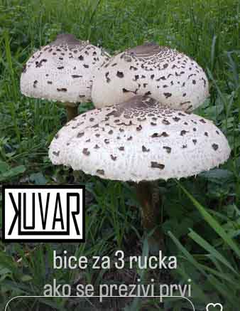 Kuvar 864