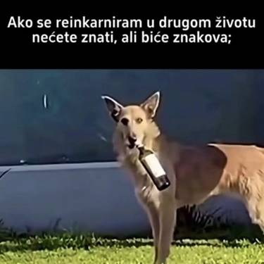 Reinkarnacija